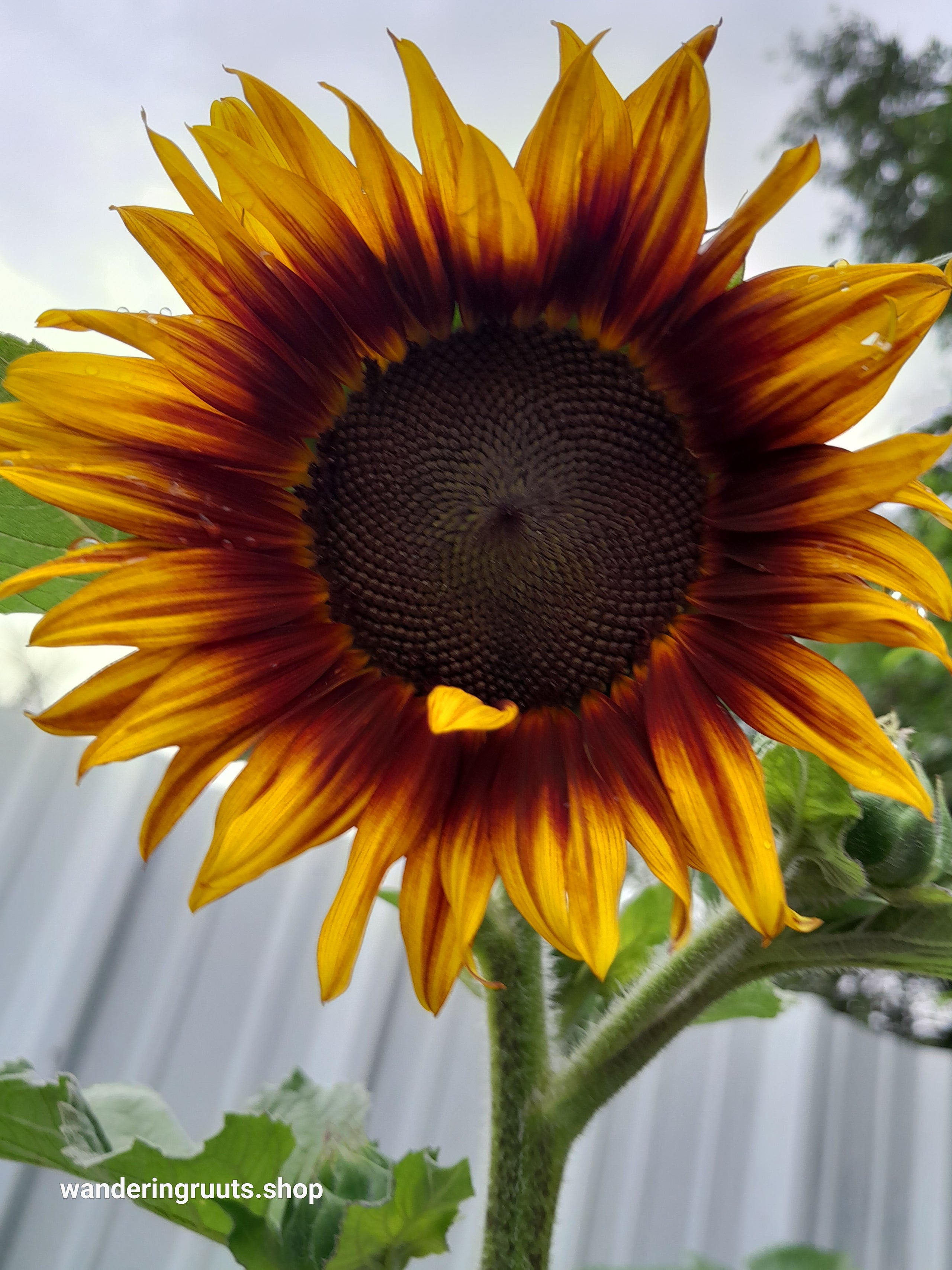 ●☆DISCOUNTS☆●